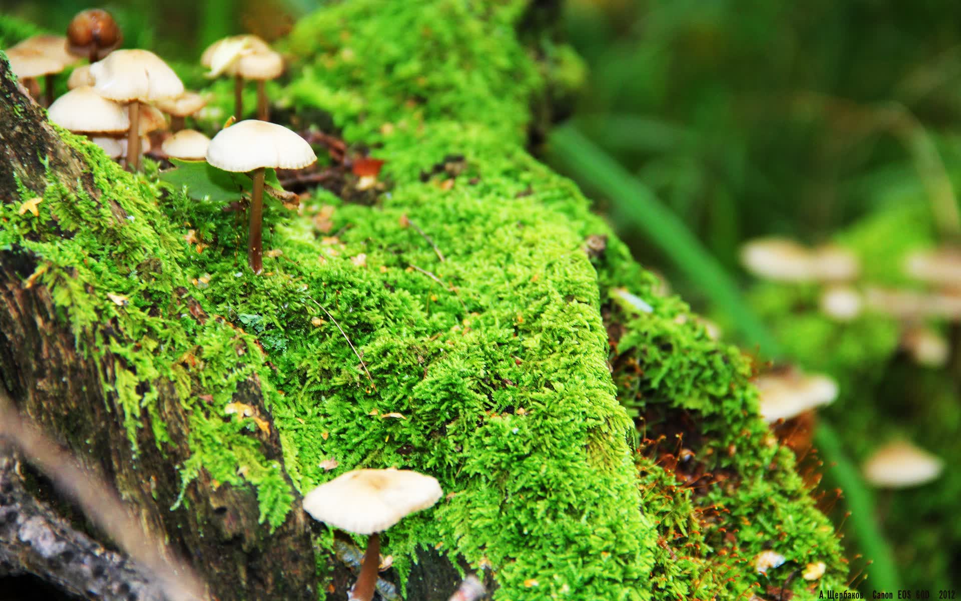 世界举重青年联赛教练员能力认证全国推广启动，世界举重协会